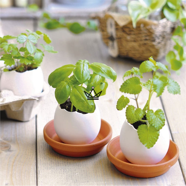 EGGLING - L'oeuf plante X3 - - Plante - Cadeau, Noël, Anniversaire, Original - Atelier Atypique