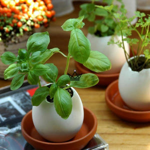 oeuf plante eggling cadeau enfant